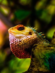 Preview wallpaper iguana, reptile, scales, color