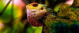 Preview wallpaper iguana, reptile, scales, color