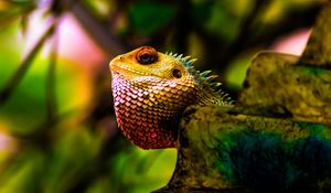 Preview wallpaper iguana, reptile, scales, color