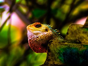 Preview wallpaper iguana, reptile, scales, color