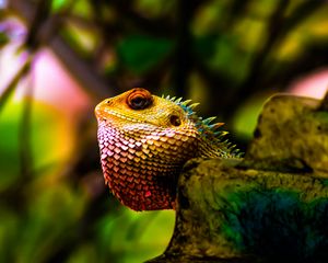 Preview wallpaper iguana, reptile, scales, color