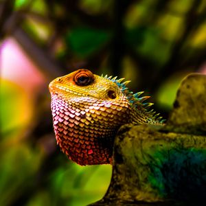 Preview wallpaper iguana, reptile, scales, color