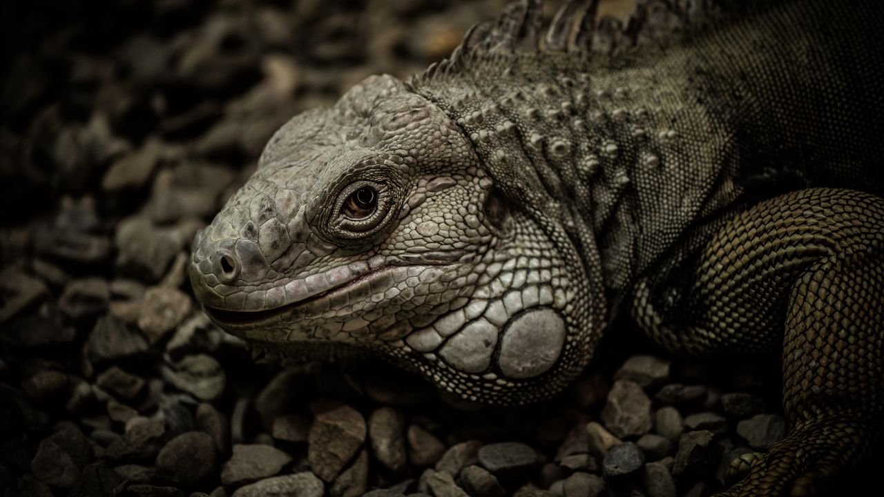 Wallpaper iguana, reptile, scales, stones