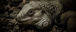 Preview wallpaper iguana, reptile, scales, stones