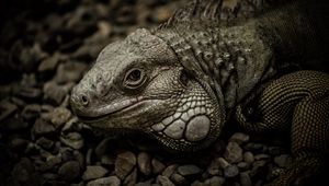 Preview wallpaper iguana, reptile, scales, stones