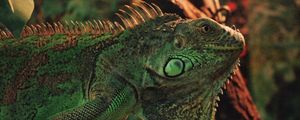 Preview wallpaper iguana, reptile, scales, animal