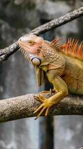 Preview wallpaper iguana, reptile, scales, branch
