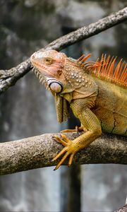 Preview wallpaper iguana, reptile, scales, branch