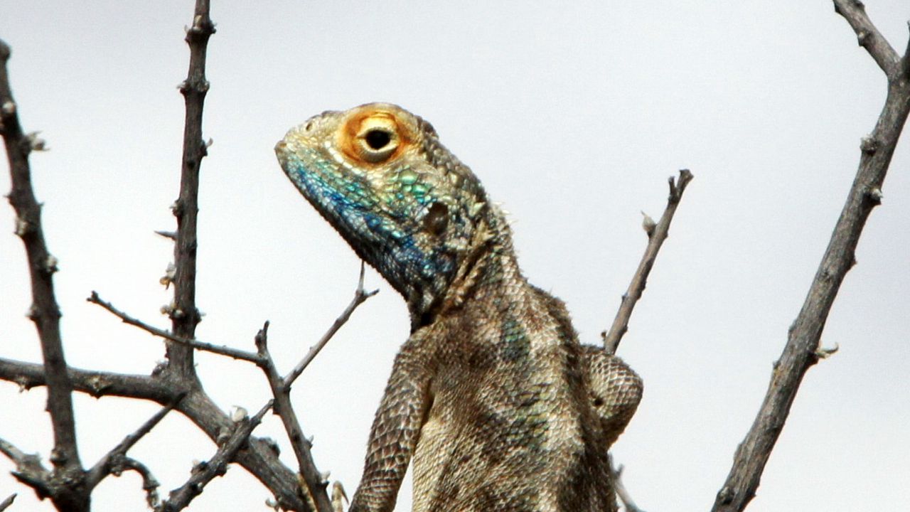 Wallpaper iguana, reptile, scales, branches, tree