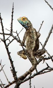 Preview wallpaper iguana, reptile, scales, branches, tree