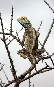 Preview wallpaper iguana, reptile, scales, branches, tree