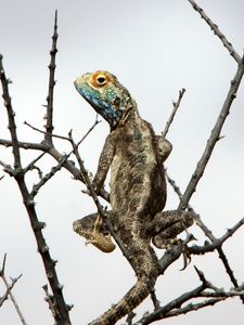 Preview wallpaper iguana, reptile, scales, branches, tree