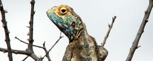 Preview wallpaper iguana, reptile, scales, branches, tree