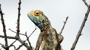 Preview wallpaper iguana, reptile, scales, branches, tree