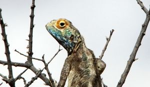 Preview wallpaper iguana, reptile, scales, branches, tree