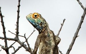 Preview wallpaper iguana, reptile, scales, branches, tree