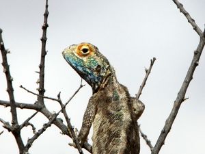 Preview wallpaper iguana, reptile, scales, branches, tree