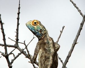 Preview wallpaper iguana, reptile, scales, branches, tree