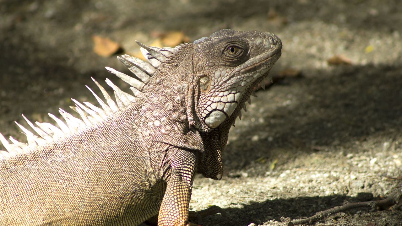 Wallpaper iguana, reptile, shadow
