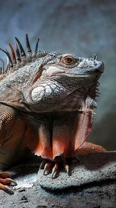 Preview wallpaper iguana, reptile, sitting