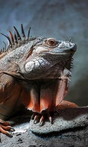 Preview wallpaper iguana, reptile, sitting