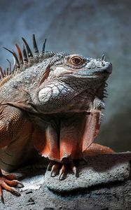 Preview wallpaper iguana, reptile, sitting