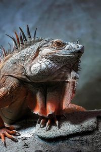 Preview wallpaper iguana, reptile, sitting