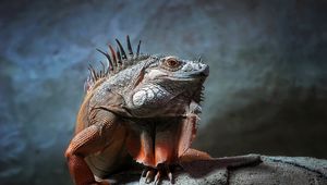 Preview wallpaper iguana, reptile, sitting