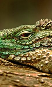 Preview wallpaper iguana, reptile, snout, dangerous