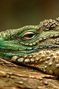 Preview wallpaper iguana, reptile, snout, dangerous