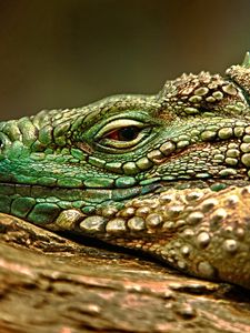 Preview wallpaper iguana, reptile, snout, dangerous