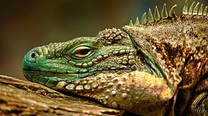 Preview wallpaper iguana, reptile, snout, dangerous