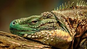 Preview wallpaper iguana, reptile, snout, dangerous