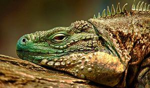 Preview wallpaper iguana, reptile, snout, dangerous