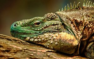 Preview wallpaper iguana, reptile, snout, dangerous