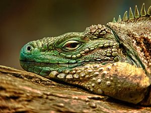 Preview wallpaper iguana, reptile, snout, dangerous