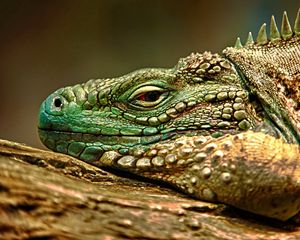 Preview wallpaper iguana, reptile, snout, dangerous