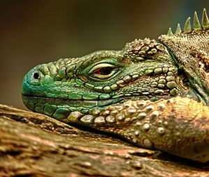 Preview wallpaper iguana, reptile, snout, dangerous