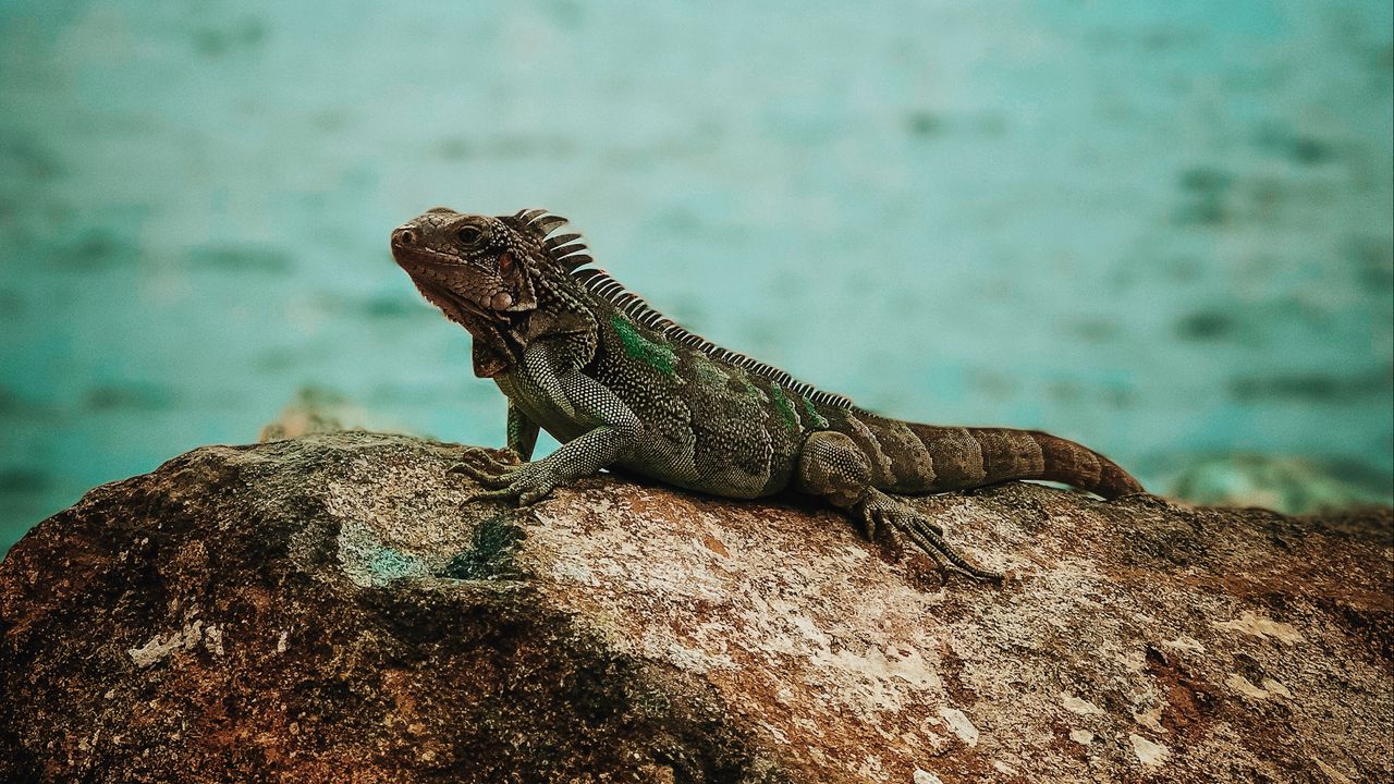 Wallpaper iguana, reptile, stone