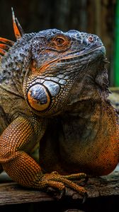 Preview wallpaper iguana, scales, spikes, reptile