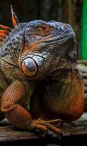 Preview wallpaper iguana, scales, spikes, reptile