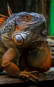 Preview wallpaper iguana, scales, spikes, reptile
