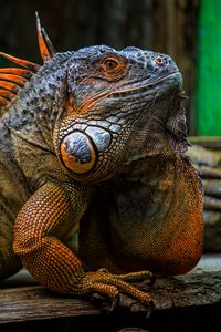 Preview wallpaper iguana, scales, spikes, reptile