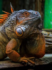Preview wallpaper iguana, scales, spikes, reptile