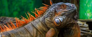 Preview wallpaper iguana, scales, spikes, reptile