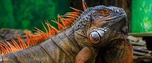 Preview wallpaper iguana, scales, spikes, reptile