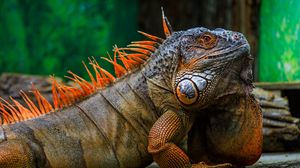 Preview wallpaper iguana, scales, spikes, reptile