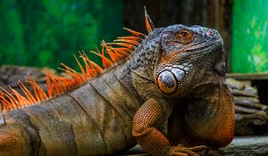 Preview wallpaper iguana, scales, spikes, reptile