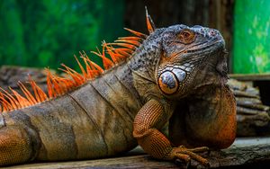Preview wallpaper iguana, scales, spikes, reptile