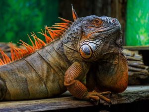 Preview wallpaper iguana, scales, spikes, reptile